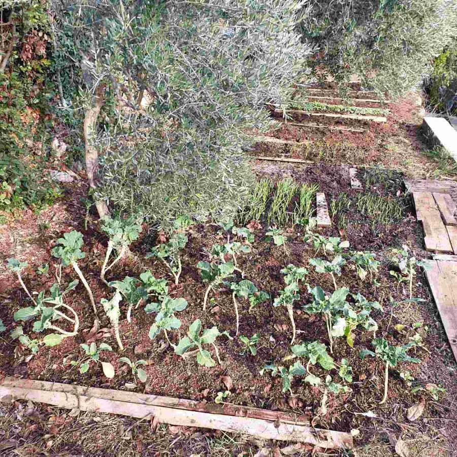 Mary'S Garden Villa Tulisevica Eksteriør bilde