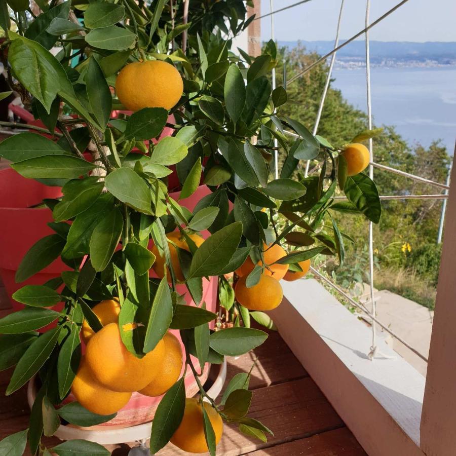 Mary'S Garden Villa Tulisevica Eksteriør bilde