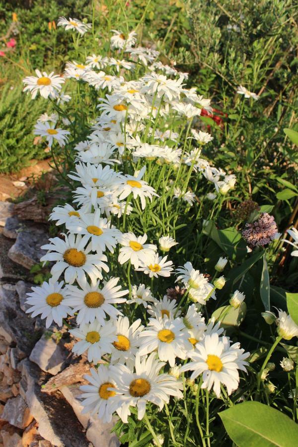 Mary'S Garden Villa Tulisevica Eksteriør bilde
